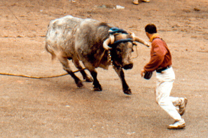 Gaucin bull fiesta 